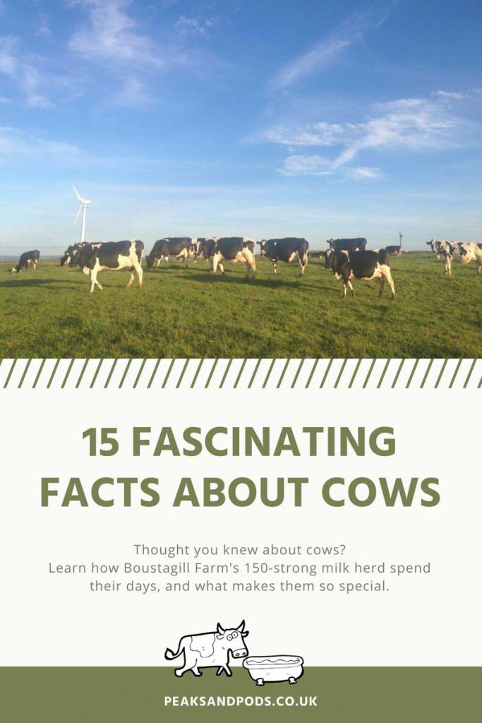 15 fascinating facts about cows